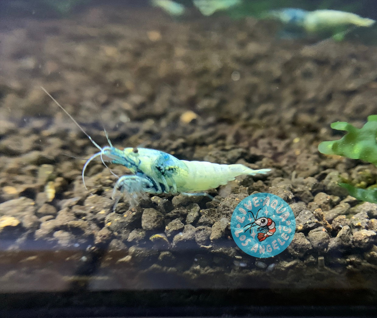 5 Blue Bolt Shrimp A/S